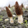 Morchella mushroom/morel mushroom china exporter